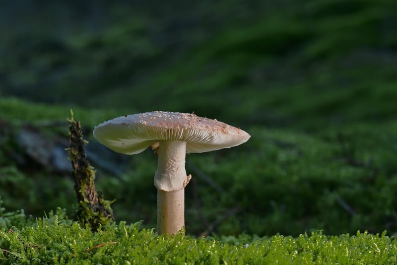 Forest trail